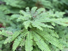 Adiantum pedatum