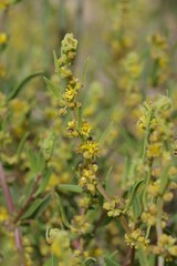 Tetragonia fruticosa