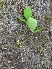 Toxicodendron rydbergii
