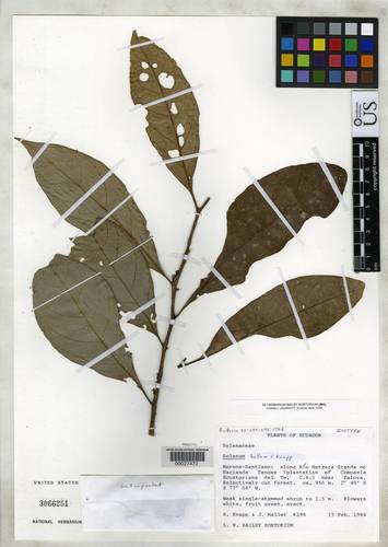 Solanum bellum