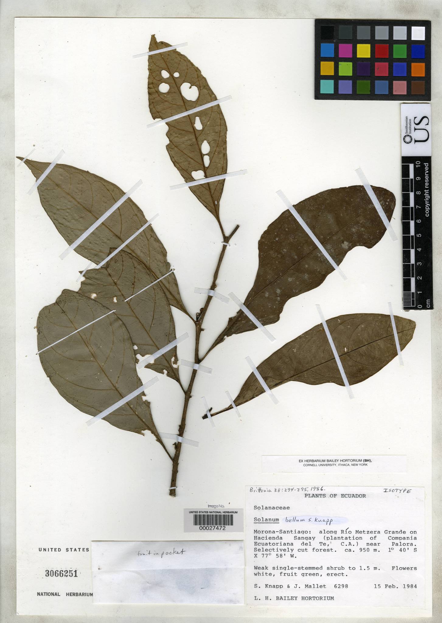 Solanum bellum