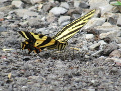 Papilio pilumnus