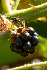 Ancistrocerus adiabatus