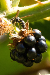 Ancistrocerus adiabatus