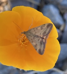 Pyrausta subsequalis