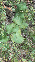 Smilax
