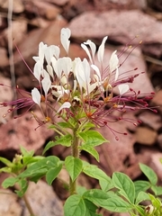 Polanisia dodecandra