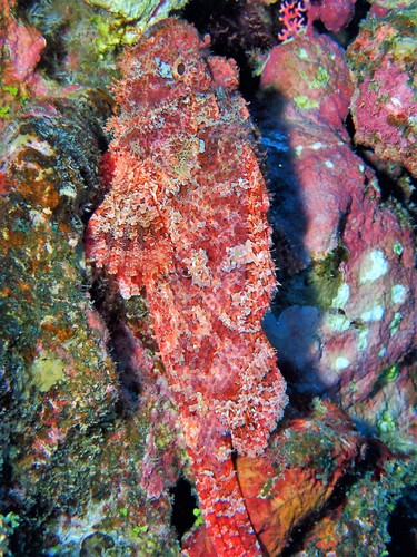 Scorpaenopsis possi observed 2018-07-31