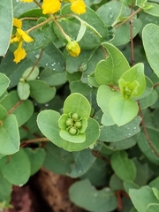 Aspicarpa hirtella