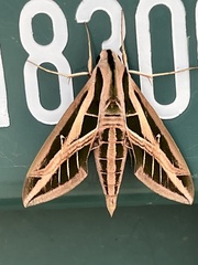 Eumorpha fasciatus
