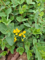Aspicarpa hirtella