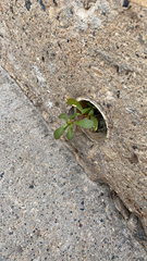 Portulaca oleracea