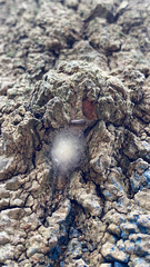 Porcellio spinicornis