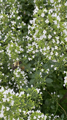Bombus impatiens