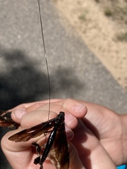 Megarhyssa atrata