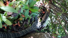 Varanus salvator macromaculatus