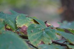 Hormaphis hamamelidis