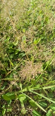 Melinis repens