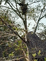 Opisthocomiformes
