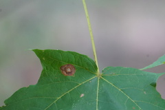 Acericecis ocellaris