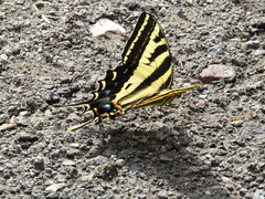 Papilio pilumnus
