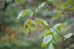 Eriophyes rhoinus