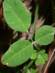 Lespedeza procumbens