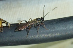 Cratichneumon