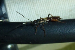 Cratichneumon
