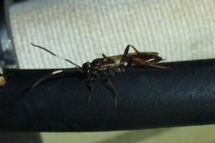 Cratichneumon
