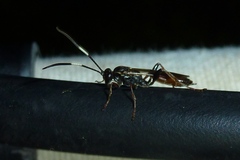 Cratichneumon