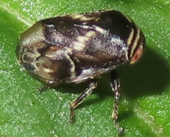 Clastoptera