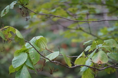 Eriophyes rhoinus