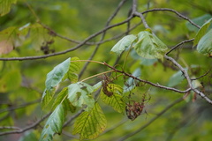 Eriophyes rhoinus