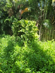 Epipremnum aureum