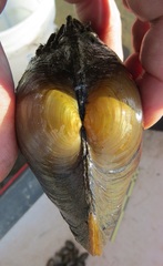 Pyganodon grandis