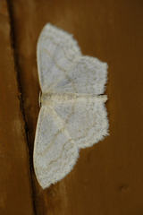 Scopula junctaria