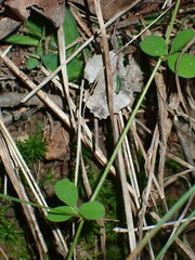 Lespedeza procumbens