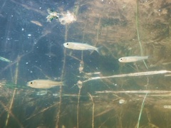 Leucaspius delineatus