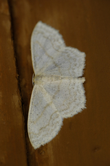 Scopula junctaria