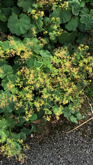 Alchemilla mollis
