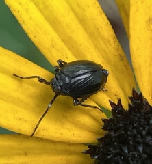 Phylloscelis atra