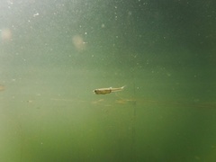 Leucaspius delineatus