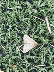 Bleptina caradrinalis