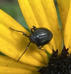 Phylloscelis atra