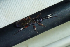 Cratichneumon