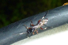 Cratichneumon