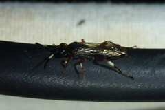 Cratichneumon