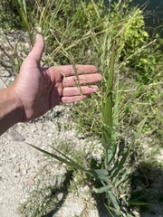 Panicum amarum