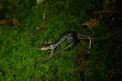 Plethodon punctatus